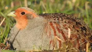 Gray Partridge Call. Rebhuhn ruf. Agerh&oslash;ne lyd. Серая куропатка голос