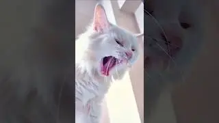 Ever fixed one problem just to find another?😹🛋️ #cat #cats #shorts #funny #viralvideo #trending #fyp