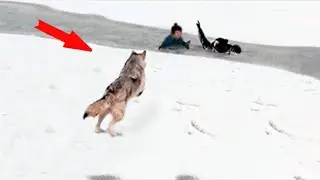 The children fell through the ice and started drowning, suddenly a wolf appeared and rescued them
