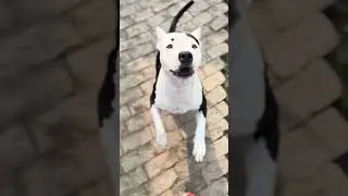 Sibbu🦅(ध्यान रखिए भाई 😂)#dog #pitbull #aggressive #trending #funny