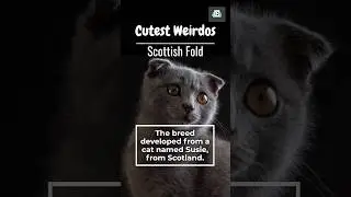 🐈🐈&zwj;⬛🙀 Uniquely Adorable Cats From Around The World! #shorts #cute #cats