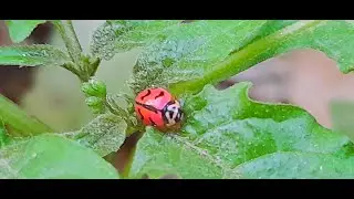 Adorable, Graceful & Elegant Ladybug (Coccinellidae) By Digital Diary