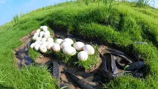 fishing videos - catching a lot of fish and pick duck egg at rice field