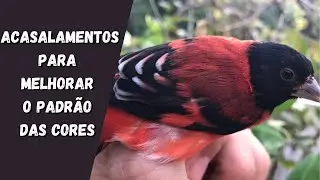 Acasalamentos para melhorar o padrão das cores