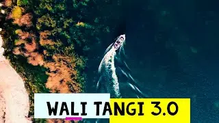 wali tangi 3.0