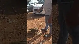 #Monkey#Winter#Human#New year