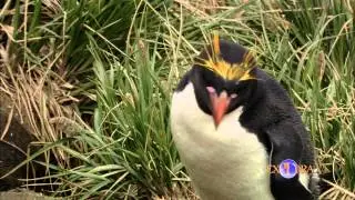 The Macaroni Penguin