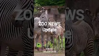 Zoo News Update KW 40 | Oktober 2025 #zoo #ape #zebra #hamburg #lion