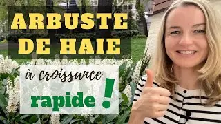Arbuste pour HAIE &agrave; croissance RAPIDE !