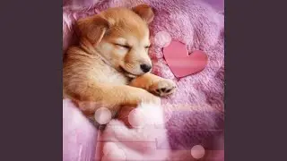 Calm and Dream