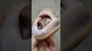 #python #reptiles #reptile #snake #ballpython #ballpythons #snakevideo #viral #babysnakes #baby