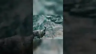Markhor Home Mountain #markhor #conservation #mountains #wildlife .  Music: Feeling FineMusician