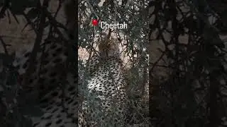 #cheetah #serengetisafari #likecommentsubscribe #wildlife #visittanzania #animals #subscribe