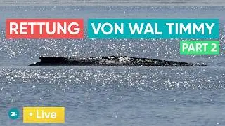 LIVE: Neue Rettungsaktion für gestrandeten Wal Timmy - schafft man es dieses Mal?