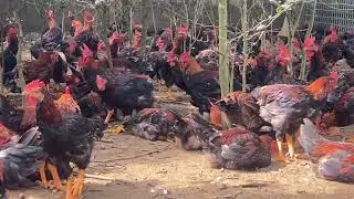 Free-Range Chicken Care for Fast Growth