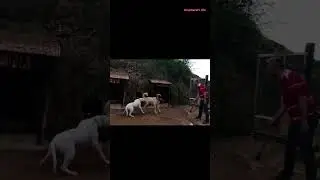 what happens next | Dogo Argentino attacks a Kangal