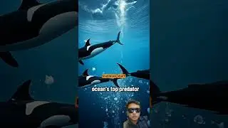 &ldquo;Ocean&rsquo;s Smartest Predator 🧠🐋&rdquo;#Orca #KillerWhale #Antarctica