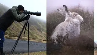 Photographing MOUNTAIN HARES in THE PEAK DISTRICT!