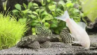 Pangio kuhlii eating time (22/10/2023)