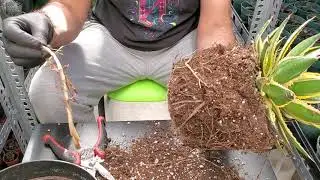 Removing pups/suckers from agave quadricolor