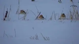 Пуночки обыкновенные(лат. Plectrophenax nivalis).