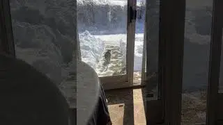 Смипс и Оскар наслаждаются дорожкой, которую я для них расчистил от снега.
