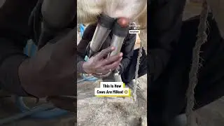 Вот как доят коров 😳🥛