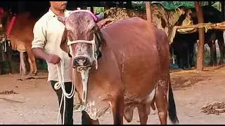 shree dev dairy farm Chittorgarh new gir gay avelabal for sell #gircow #gircowforsale #gircowdairy