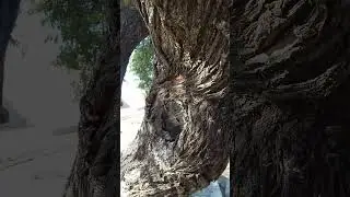 Patara plaji Otoparka, Gelemis, 07975 Kas/Antalya || KAS BELEDIYESI pantai indah #traveller #Kallesi