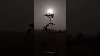 Nature Instagram || reels #instagram #reels #nature #sunrise #
