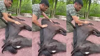 Mahendra Singh Dhoni pampering his horse Chetak with a massage, wife Sakshi Singh shares video