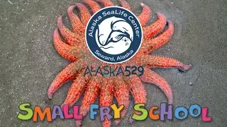 Virtual Small-Fry School: Sea Stars