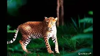 Wildlife@MrBeast @ChuChuTVTamil @infobellstamilrhymes
