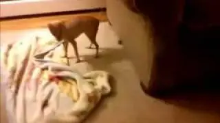 Ferret surprise