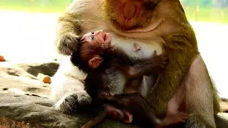 Tara weaning milk adorable baby Tia so hard