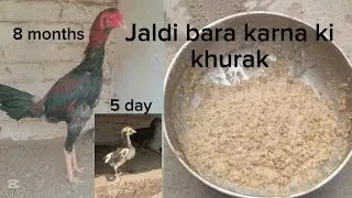Walati blood 💯 vvip khurak jaldi bara karna chozy ko #youtubeshorts 