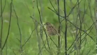 Unknown bird. Help identify it please - Незнакомая птица, помогите определить, пожалуйста