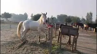 Horse enjoy 🐎🐎🐎 Morning walk in my Village