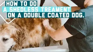 HOW TO DO A SHED-LESS TREATMENT ON A DOUBLE COATED DOG