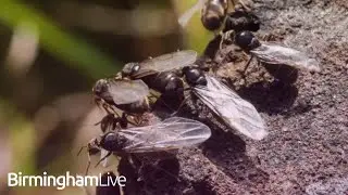 Flying Ant Day 2023 declared with swarms invading UK towns and cities