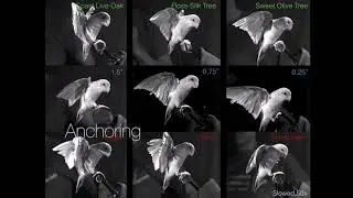 Stereotyped landing phases (aerial, absorption, anchoring, adjustments) exhibited on each perch.