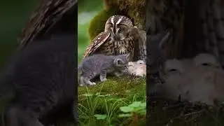 The Kitten Who Found Shelter in a Bird&rsquo;s Nest Surprises Everyone #cute #animals #unexpected