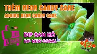 DIP neon candy cane | DIP new coral | Aquadise