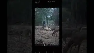 Simple deer hunting edit #deerhunting #wildlife #hunting #edit