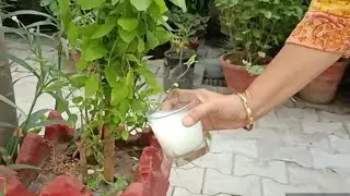 Tulsi not growing ?? Use free fertilizer from your kitchen & see the wonders