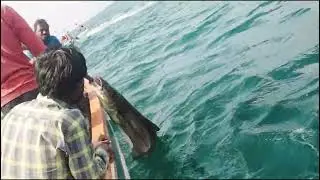 How to Catch Deep Sea Cobia (Fishing Tips)