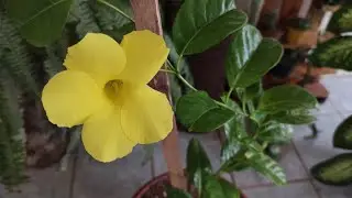 Dipladênia: como plantar e cuidar