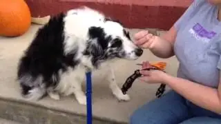 Bodhi gets a new collar & tag