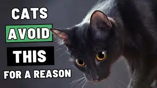 This Room in Your House Makes Your Cat Act Weird &ndash; Pay Attention to This