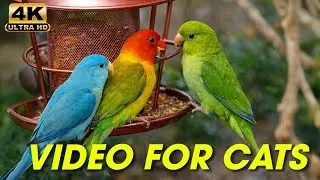 Cat TV for Cats to Watch 😺 Gentle Birds and Squirrels for Stress Relief | Video for Cats